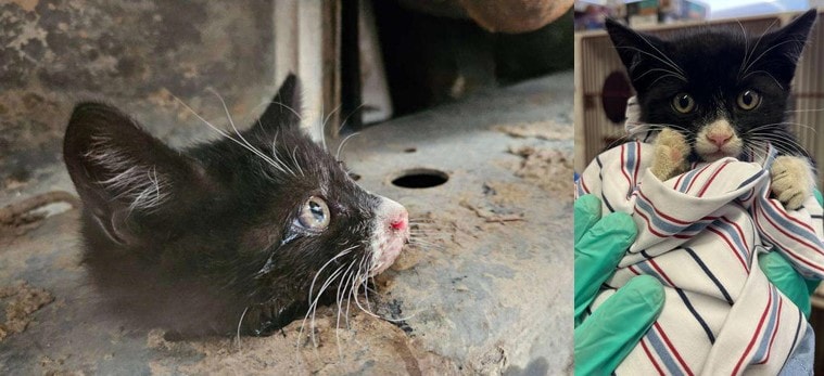 Kitten Rescued After Getting Trapped in the Frame of Truck image