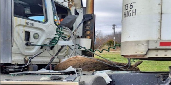 Deer flies through cab of semi in Missouri driver escapes serious injury image